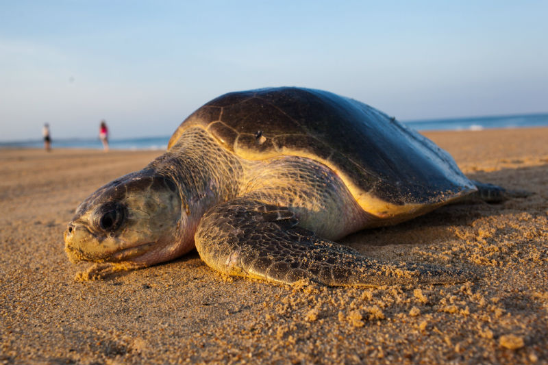 Investigan hallazgo de tortuga lora descuartizada en Panamá. Noticias en tiempo real