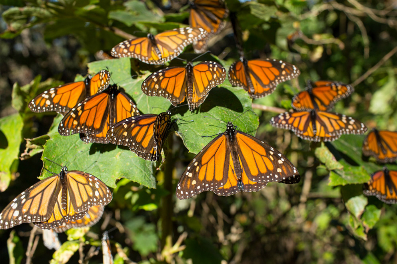 La mariposa Monarca
