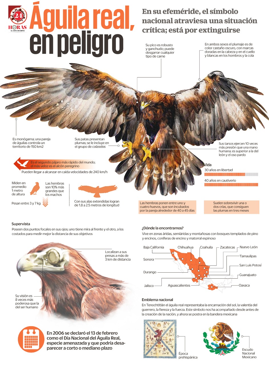 Águila real, en peligro (+Infografía) - 24 Horas