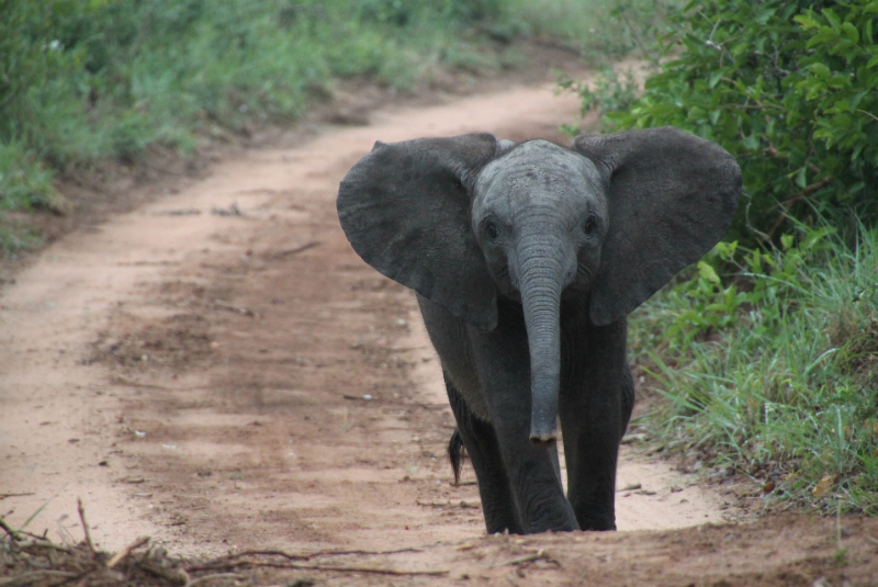 Conmueve en la India muerte de elefanta preñada; murió al comer una fruta con explosivo. Noticias en tiempo real