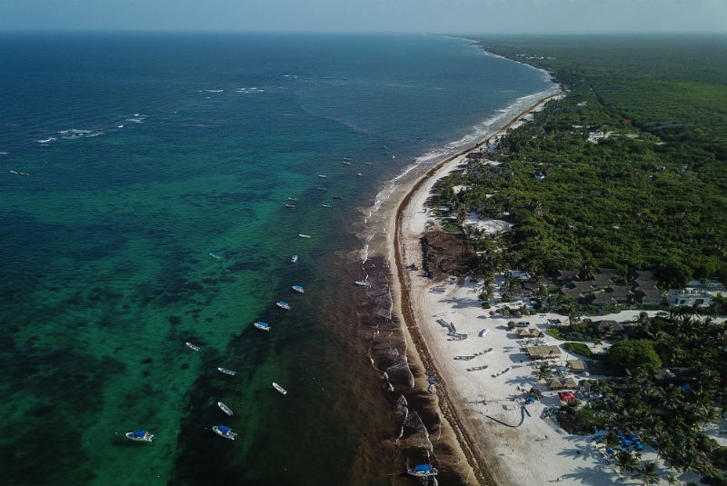 Reactivan coordinación para enfrentar el sargazo en Quintana Roo. Noticias en tiempo real