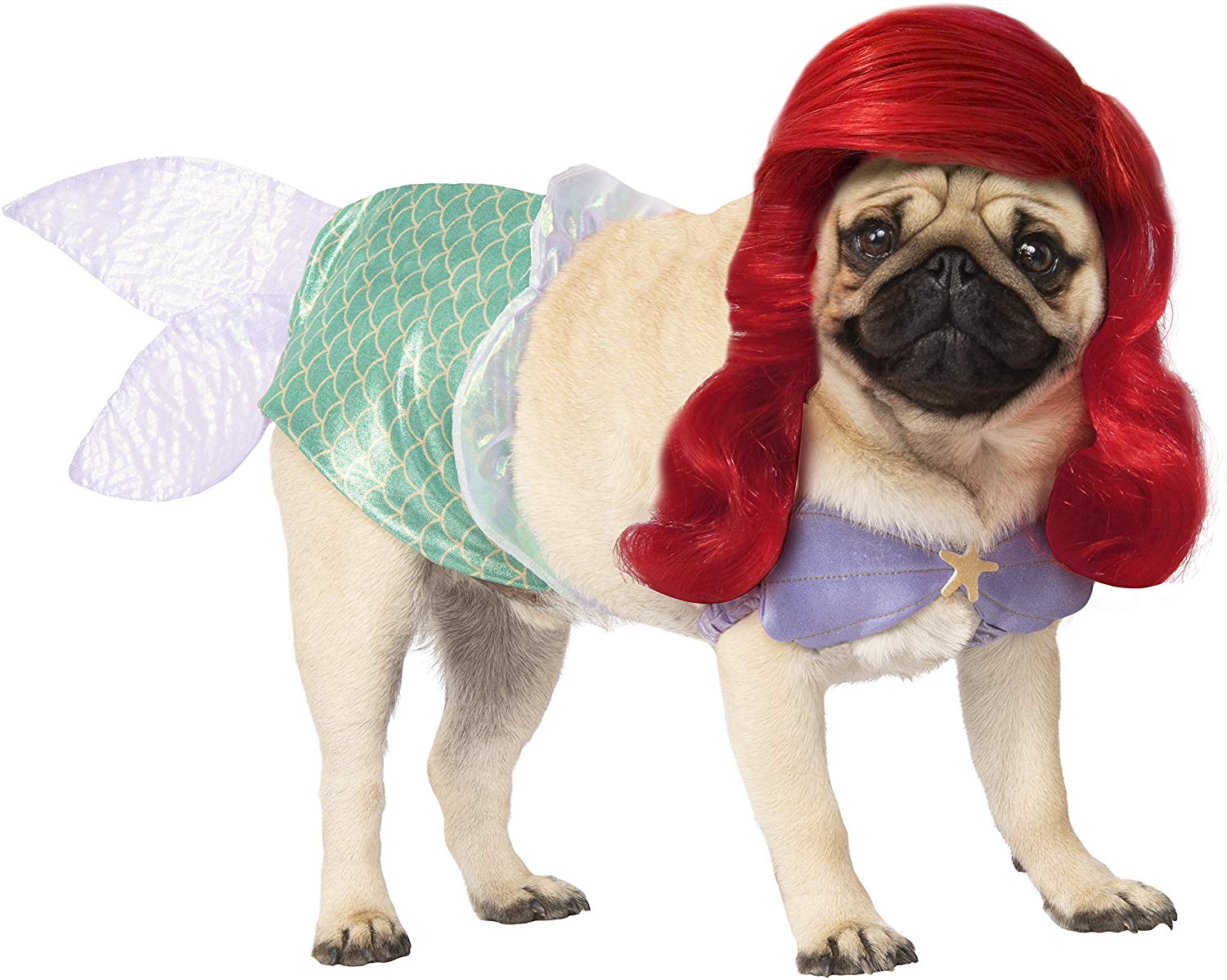 10 ideas para disfrazar a tu perro este Halloween (+fotos) - 24 Horas