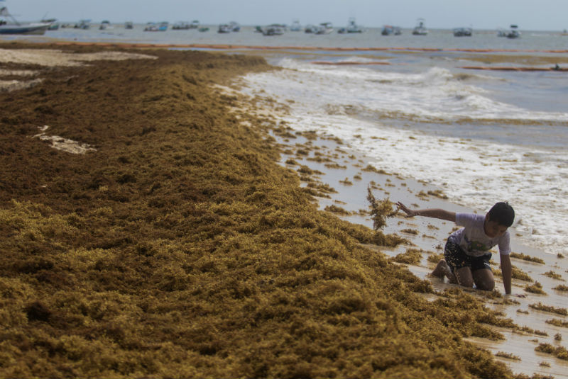 Polvo del Sahara propiciará reproducción de sargazo y afectará las playas de Yucatán. Noticias en tiempo real