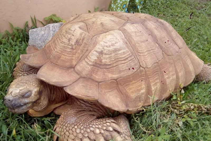 Bebé muere tras ingerir sangre de tortuga para “protegerse del Covid-19”. Noticias en tiempo real