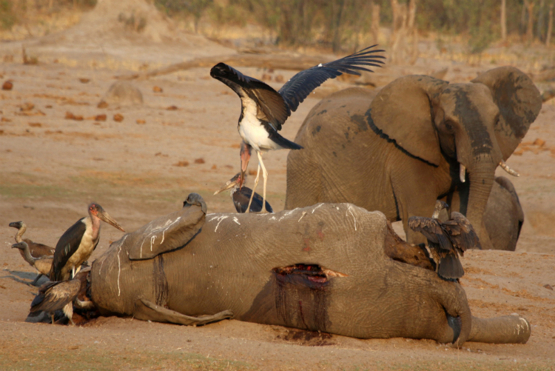 Más de 200 elefantes mueren por sequía en Zimbabue. Noticias en tiempo real
