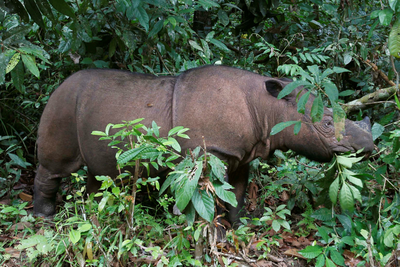 Rinoceronte de Sumatra desaparece, muere último ejemplar. Noticias en tiempo real