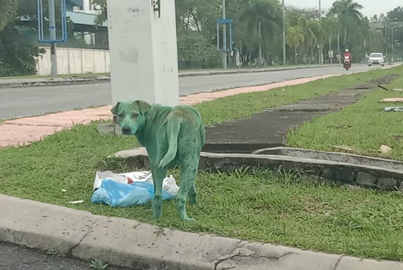 Perro pintado de verde causa indignación en redes sociales. Noticias en tiempo real