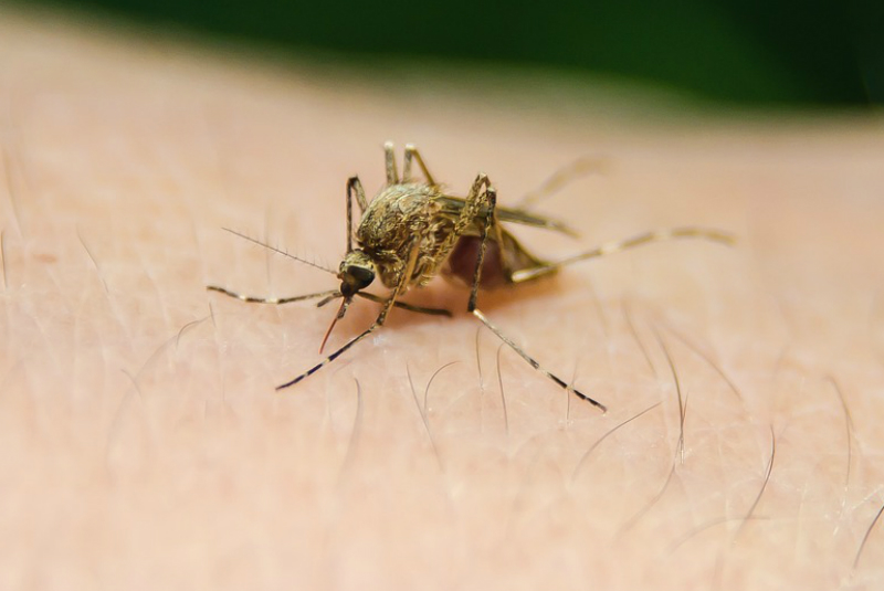 Aumentan muertes por influenza y casos de dengue en Jalisco. Noticias en tiempo real