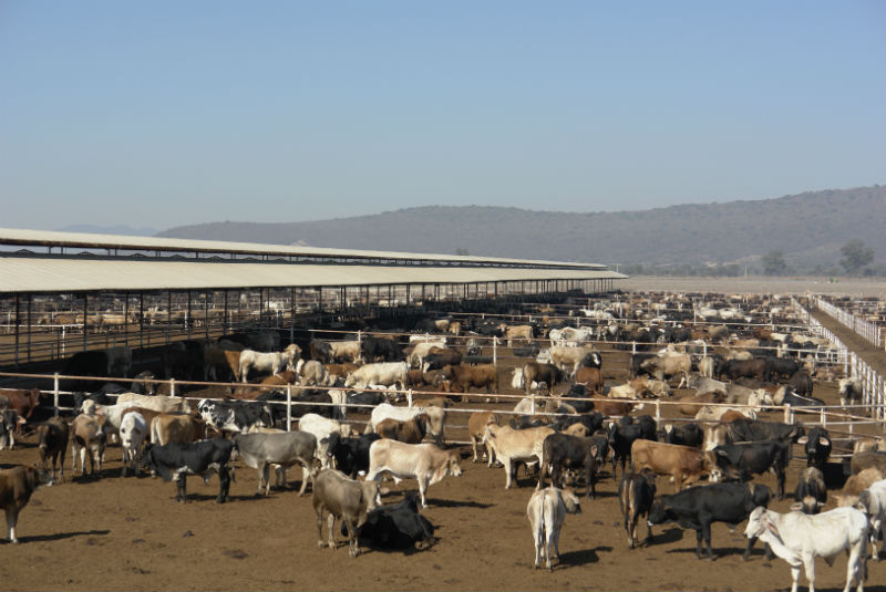 Crece 17.6% exportación de ganado bovino de México a EU. Noticias en tiempo real