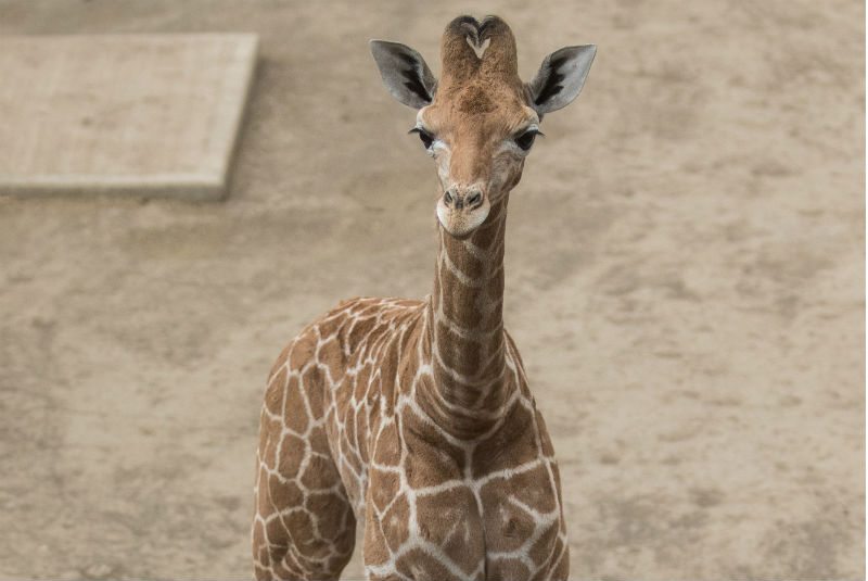 Tras muerte de jirafa, pedirán investigar el zoológico La Pastora. Noticias en tiempo real