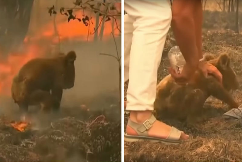 Mujer arriesga su vida para salvar a koala de incendio forestal en Australia (+video). Noticias en tiempo real