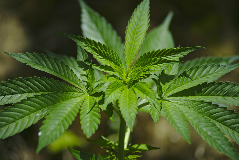Debate sobre cannabis deber ser serio y profundo: Damián Zepeda. Noticias en tiempo real