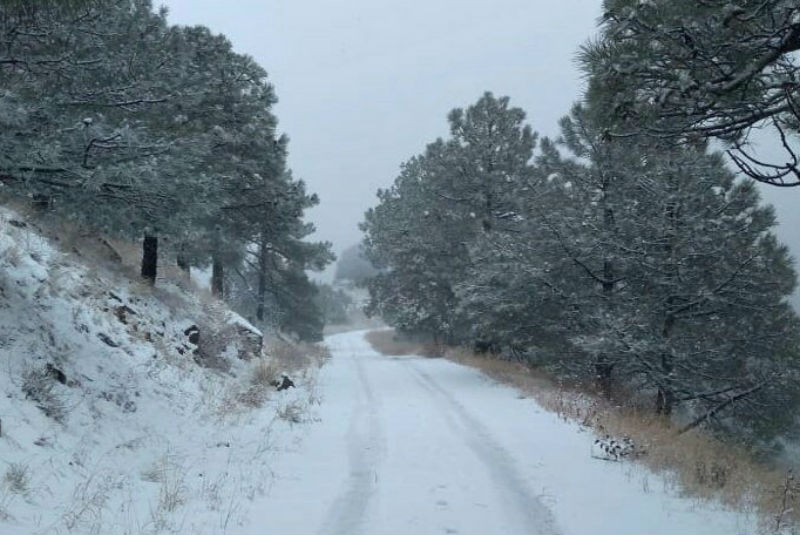 Por frente frío 16, cae primer nevada en Sierra de Cananea, Sonora (+video). Noticias en tiempo real