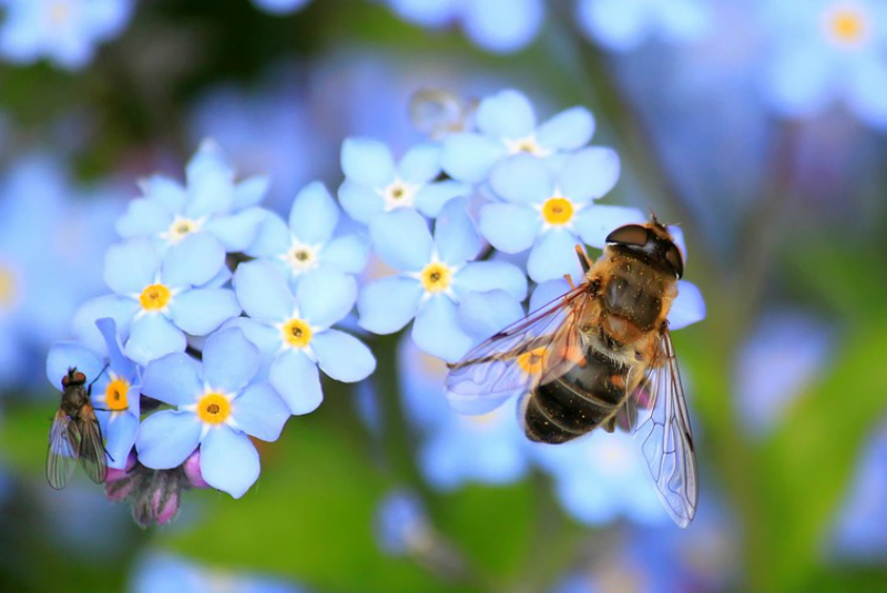 Sequía en Chile deja sin flores a las abejas; se reduce el número de colmenas en la región. Noticias en tiempo real