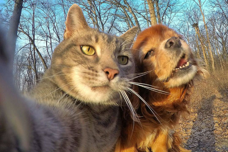 tranquilo guitarra sugerir Conoce a Many, el gato que se ha viralizado por sus selfies en  Instagram(+fotos) - 24 Horas