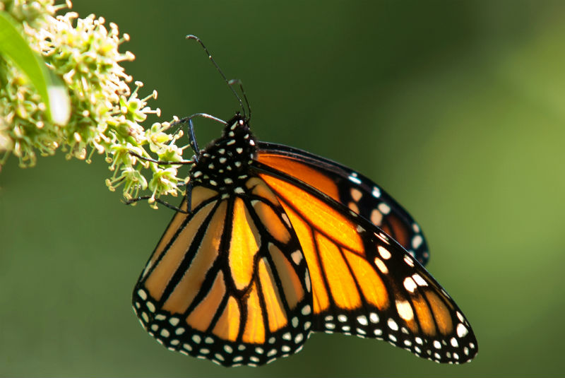 Santuario de la mariposa Monarca abre con estrictas medidas de salud. Noticias en tiempo real