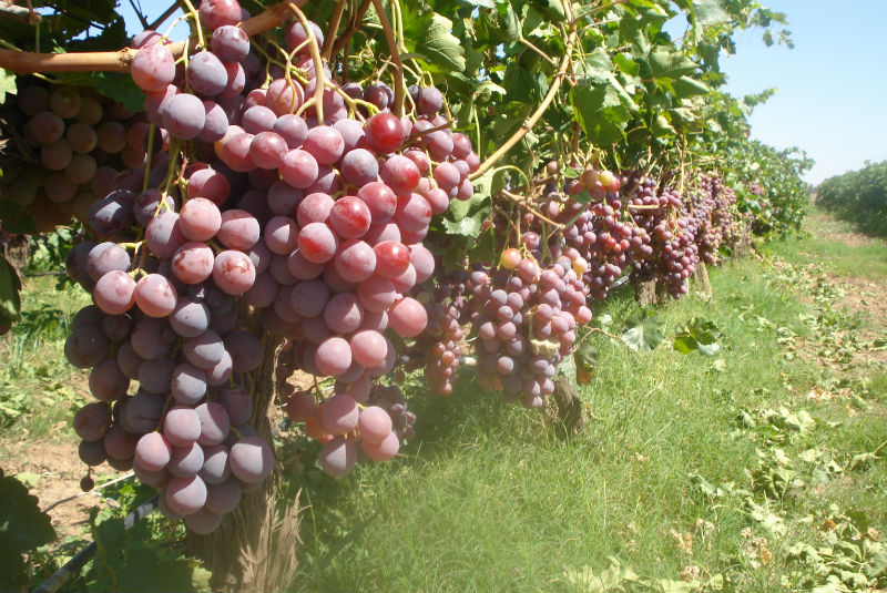 Agricultura abre mercado de Corea del Sur para uva de mesa de Sonora. Noticias en tiempo real