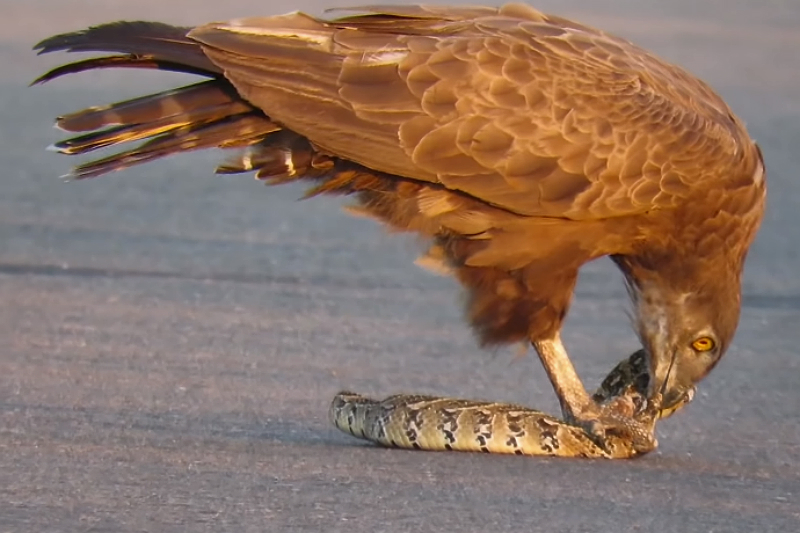 Águila devora una serpiente en parque nacional de Sudáfrica (+video) - 24  Horas
