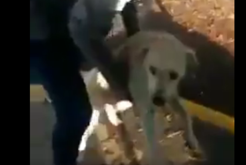 Captan a estudiante de Chapingo maltratando a “Copito”, un perrito callejero (+video). Noticias en tiempo real
