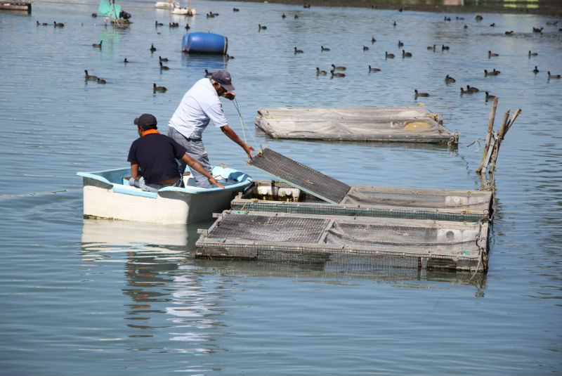 Coparmex califica de “duro golpe” la eliminación del estímulo fiscal a pesca. Noticias en tiempo real