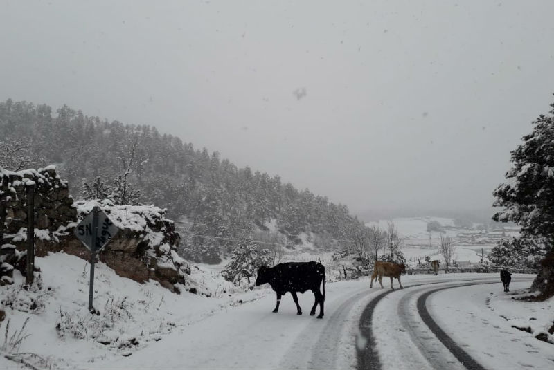Ahora lluvias por frente frío; en Durango nevó. Noticias en tiempo real