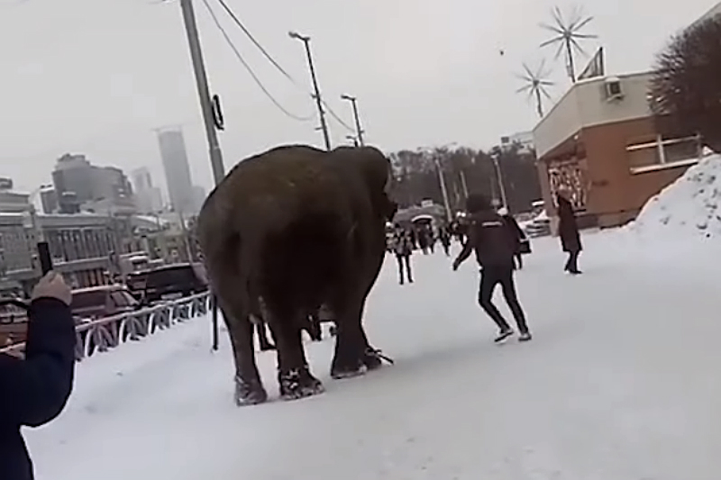 Elefante se escapa del circo para jugar en la nieve (+video). Noticias en tiempo real
