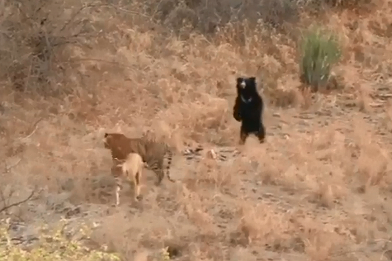 Oso perezoso enfrenta a dos tigres que lo acechaban (+video). Noticias en tiempo real