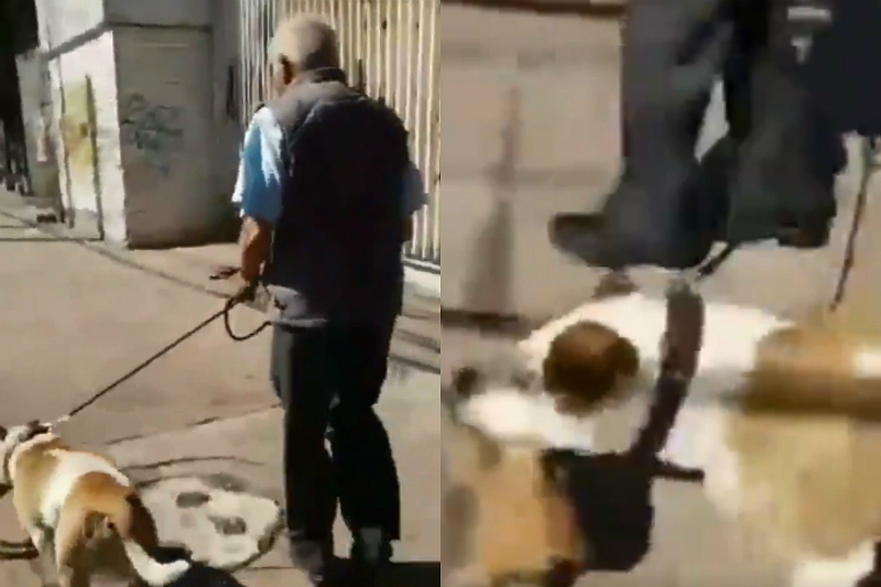 Abuelito permite que su perro mate a un gatito; se lleva cuerpo en el hocico (+video). Noticias en tiempo real