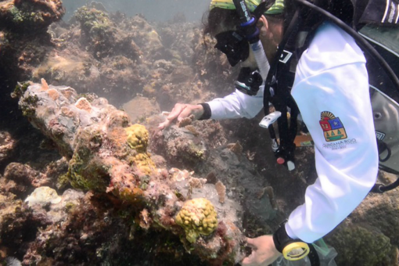 Avanza proyecto de producción y siembra de corales en Quintana Roo. Noticias en tiempo real