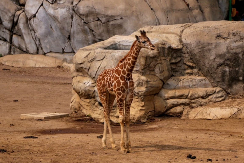 Conoce a Sicarú, la nueva bebé jirafa del Zoológico de Chapultepec (+fotos-video). Noticias en tiempo real