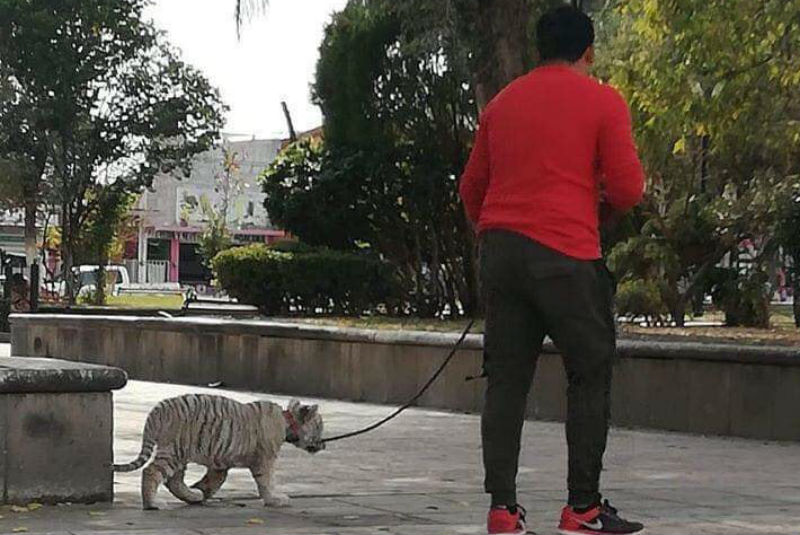 Hombre pasea a tigre siberiano en parque de SLP; Profepa lo decomisa. Noticias en tiempo real
