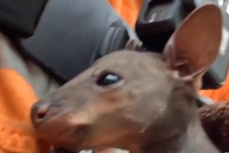 Bombero voluntario rescata a un bebé canguro de los incendios en Australia (+video). Noticias en tiempo real