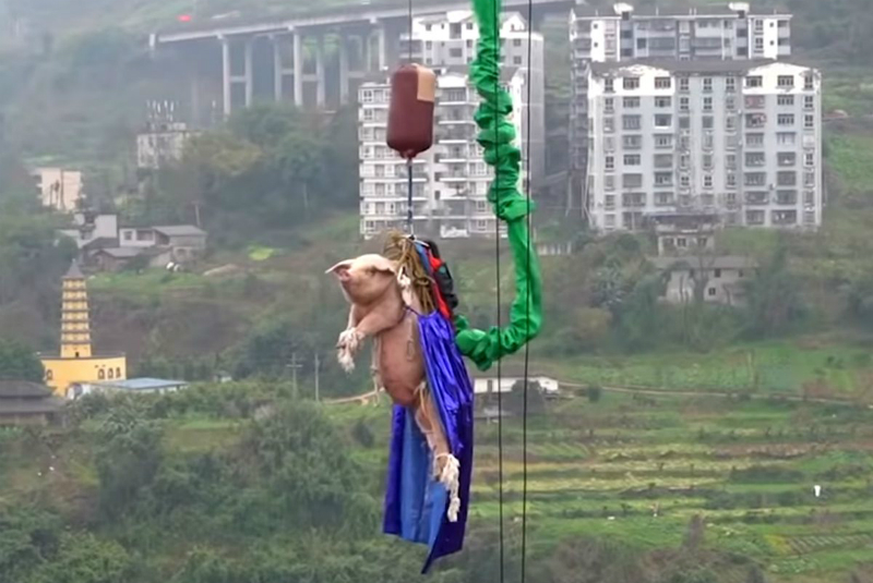 Lanzan cerdo de bungee para celebrar año nuevo en parque de diversiones (+video). Noticias en tiempo real