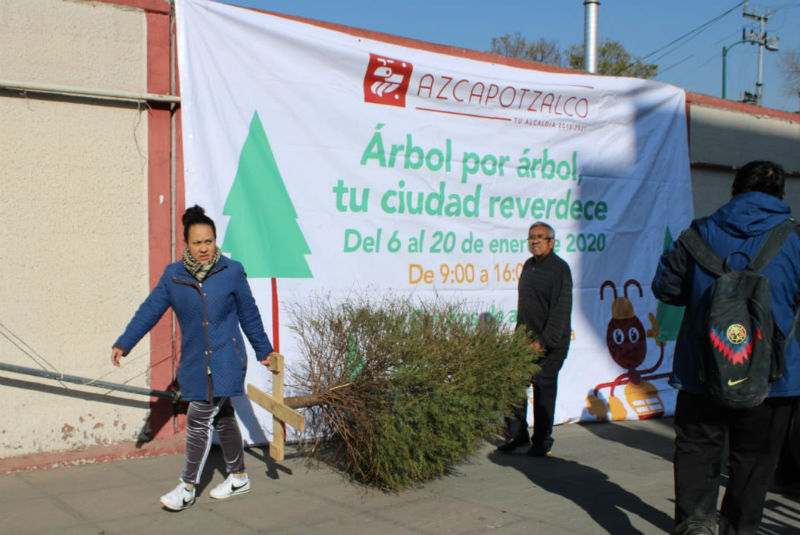 Azcapotzalco arranca con el programa “Árbol por Árbol Tu Ciudad Reverdece”, busca incrementar la colecta de pinos en un 10%. Noticias en tiempo real