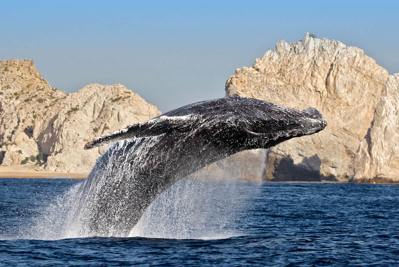 Autoridades vigilan avistamientos de ballena. Noticias en tiempo real