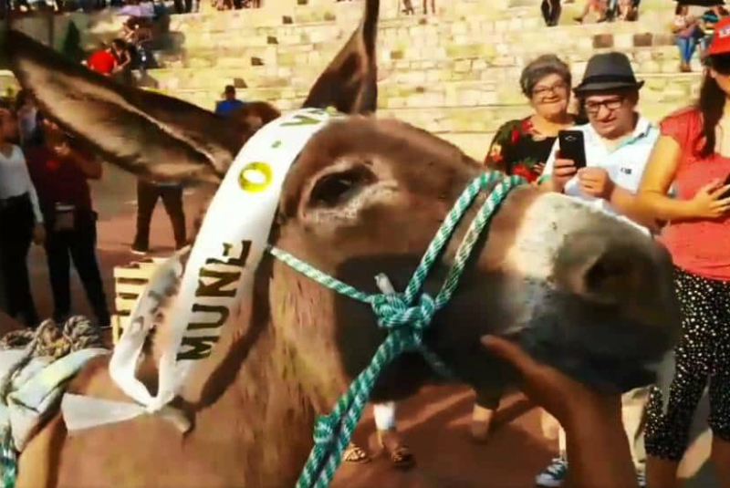 Para “celebrar” triunfo en carrera, obligan a burro a beber cerveza por la nariz (+video). Noticias en tiempo real