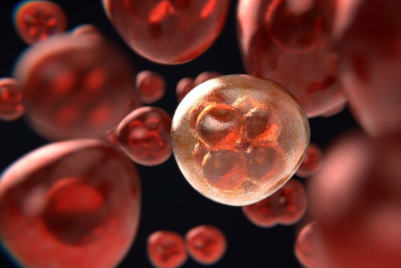 OMS ve esperanza en estudios de células T para inmunidad a Covid-19. Noticias en tiempo real