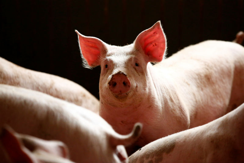Italia decomisa 9.5 toneladas de carne de cerdo por temor a peste porcina. Noticias en tiempo real