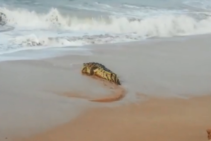 Cocodrilo de dos metros aparece en playa de Mazatlán, Sinaloa; sorprende a turistas (+video). Noticias en tiempo real