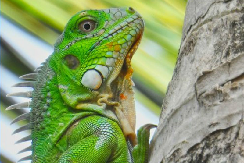 Autoridades alertan a Florida por “lluvia de iguanas congeladas”. Noticias en tiempo real