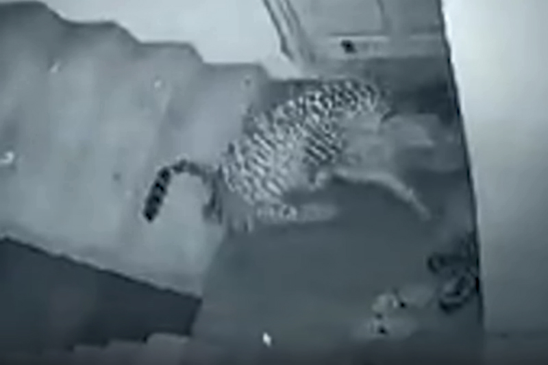 Leopardo ataca a perro que dormía fuera su (+video) - 24