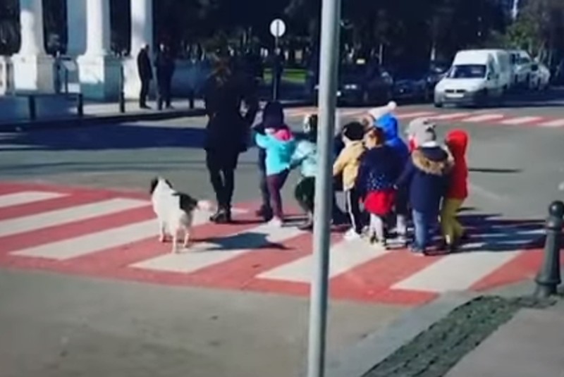 Kursha, el perrito callejero que ayuda a niños a cruzar la calle (+video). Noticias en tiempo real
