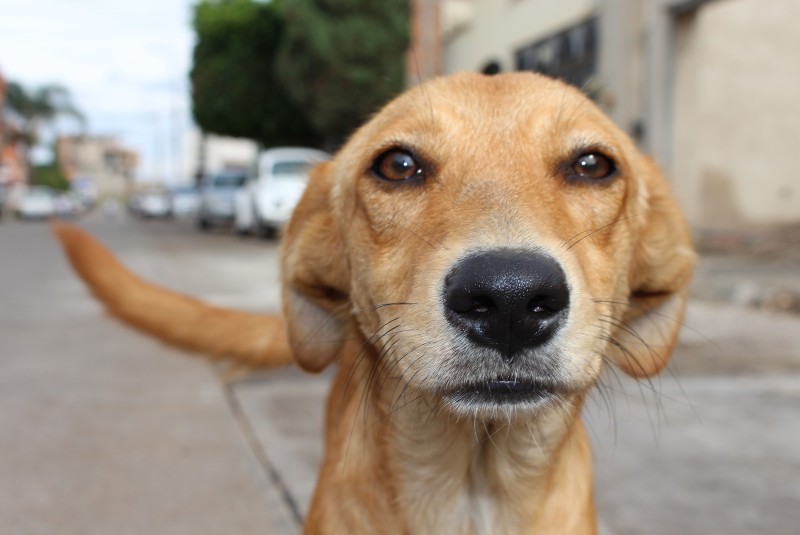 “Mimo”, el perro que fue quemado con agua hirviendo; el 50% de su cuerpo esta dañado. Noticias en tiempo real