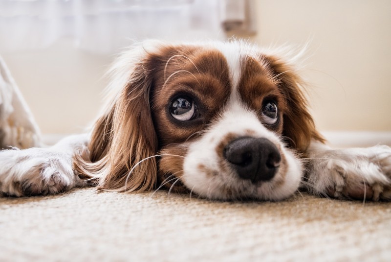 ¿Tu perro podría estar infectado de coronavirus? Aquí te decimos los síntomas. Noticias en tiempo real
