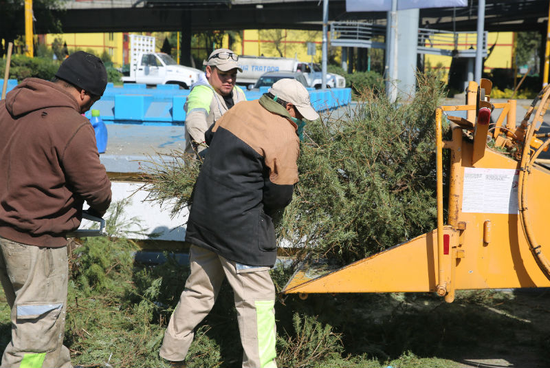 Venustiano Carranza inicia programa para recolectar árboles navideños. Noticias en tiempo real