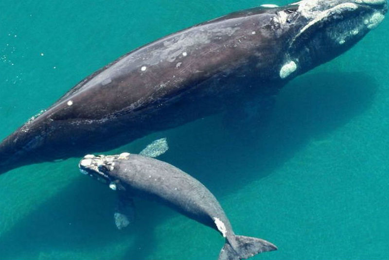 Reportan avistamiento de 55 ballenas azules en Georgia, Estados Unidos. Noticias en tiempo real