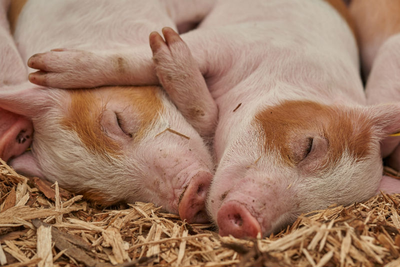 Más de 100 cerdos mueren repentinamente en isla de Indonesia. Noticias en tiempo real