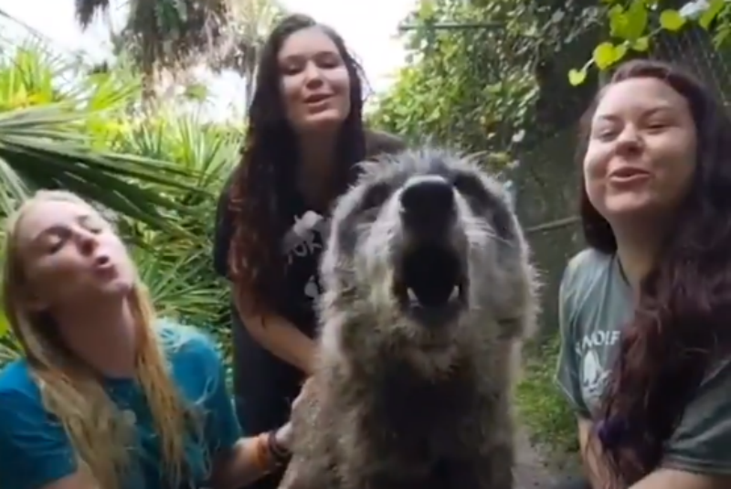 Perro lobo gigante que vive en una reserva conmueve en redes sociales (+video). Noticias en tiempo real