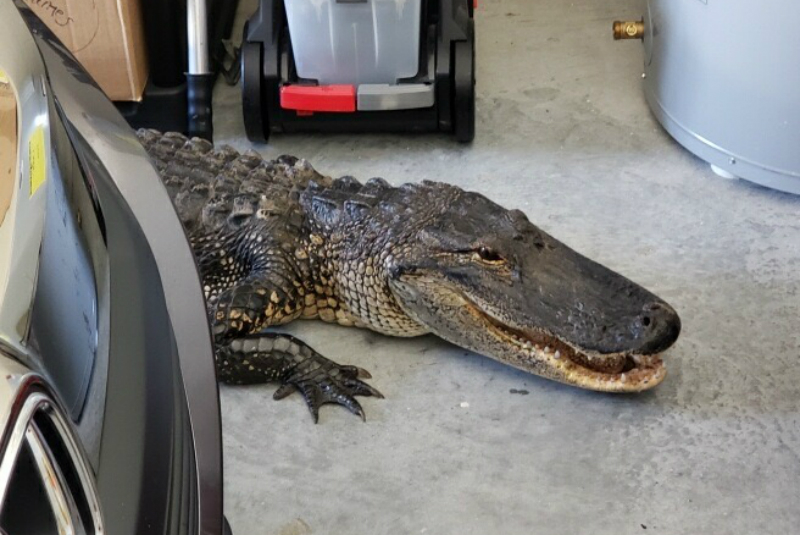 Hombre encuentra un caimán de más de 2 metros en su garage (+fotos). Noticias en tiempo real
