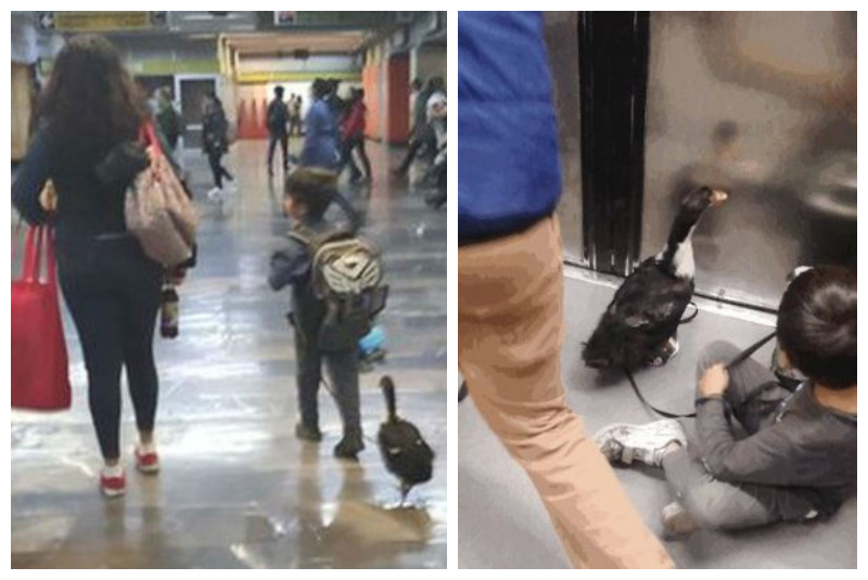 Captan a patito con tenis que transitaba en instalaciones del Metro (+fotos+video). Noticias en tiempo real